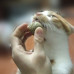 Natural Catnip Treat Ball for Cat