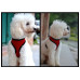 Soft Mesh Harness Chest Strap Vest Training for Puppy Pet